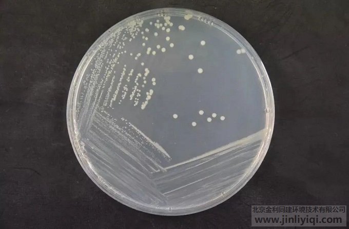 椰毒假單胞菌培養(yǎng)菌落